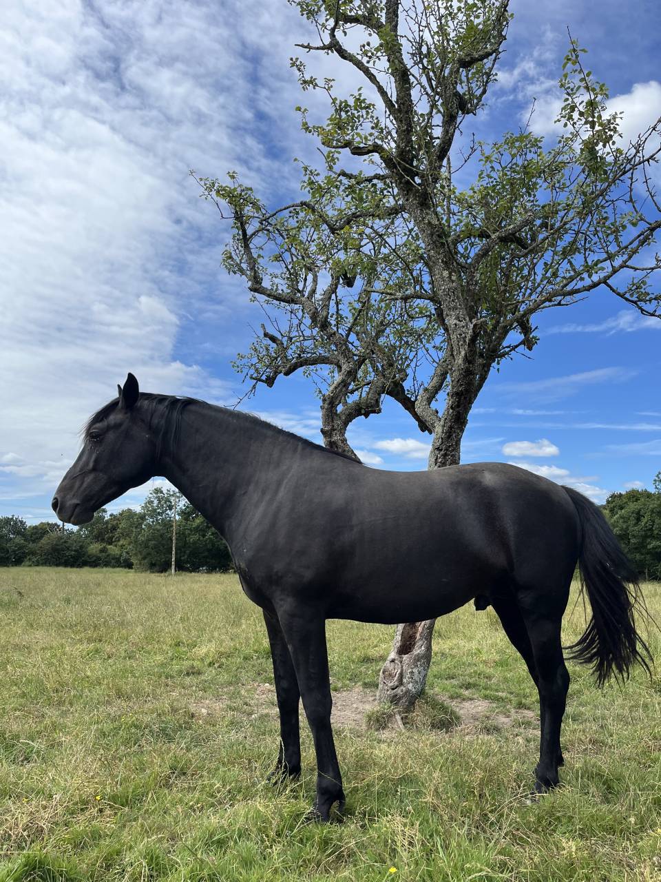 Caballo entero Lusitano En venta 2023 Negro por PRINCIPE