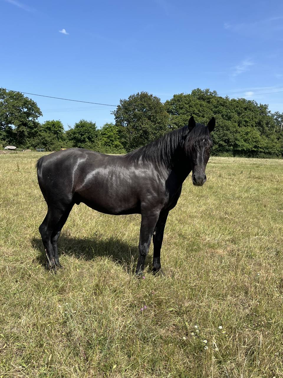 Caballo entero Lusitano En venta 2023 Negro por PRINCIPE