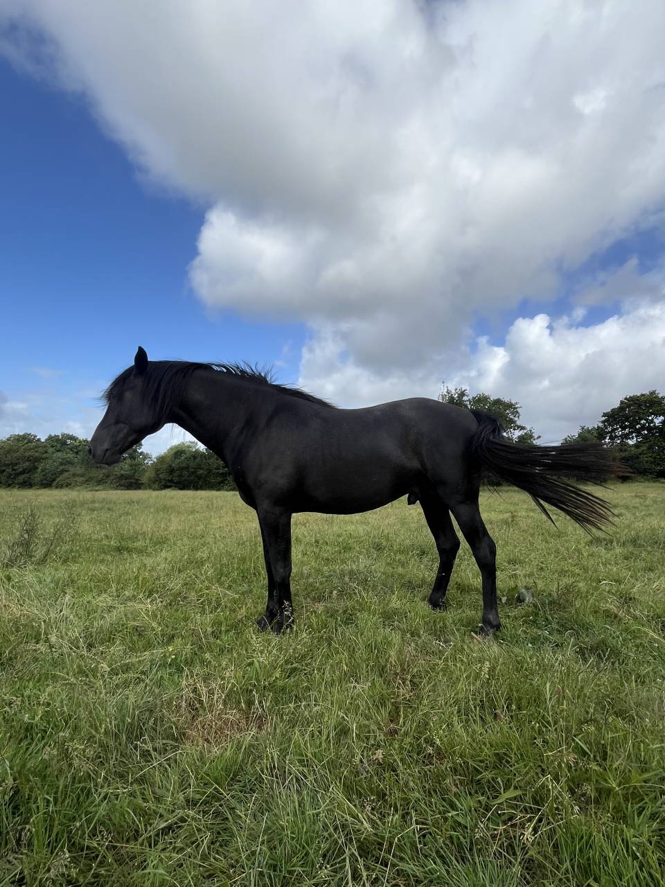 Caballo entero Lusitano En venta 2023 Negro por PRINCIPE