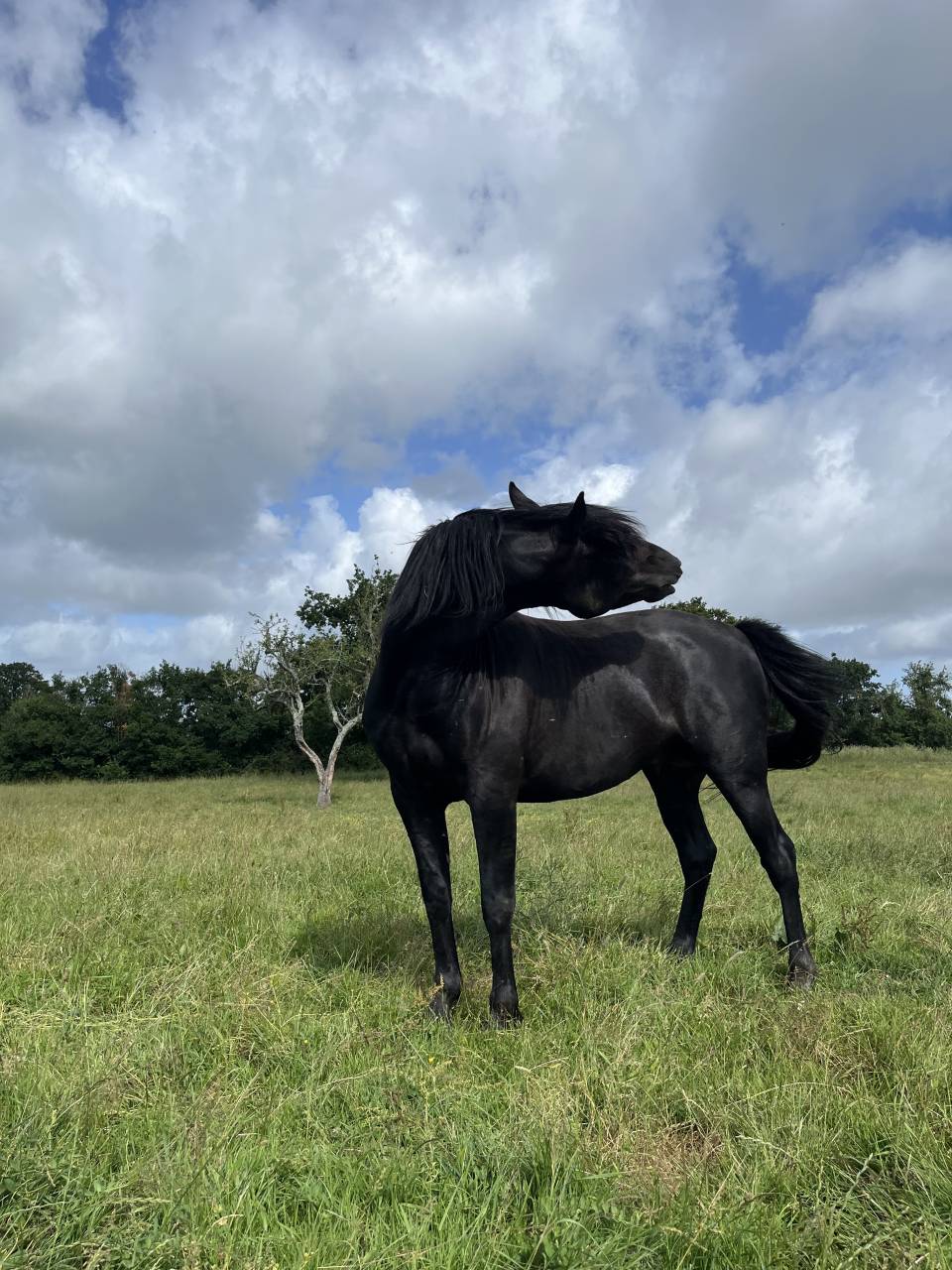 Caballo entero Lusitano En venta 2023 Negro por PRINCIPE