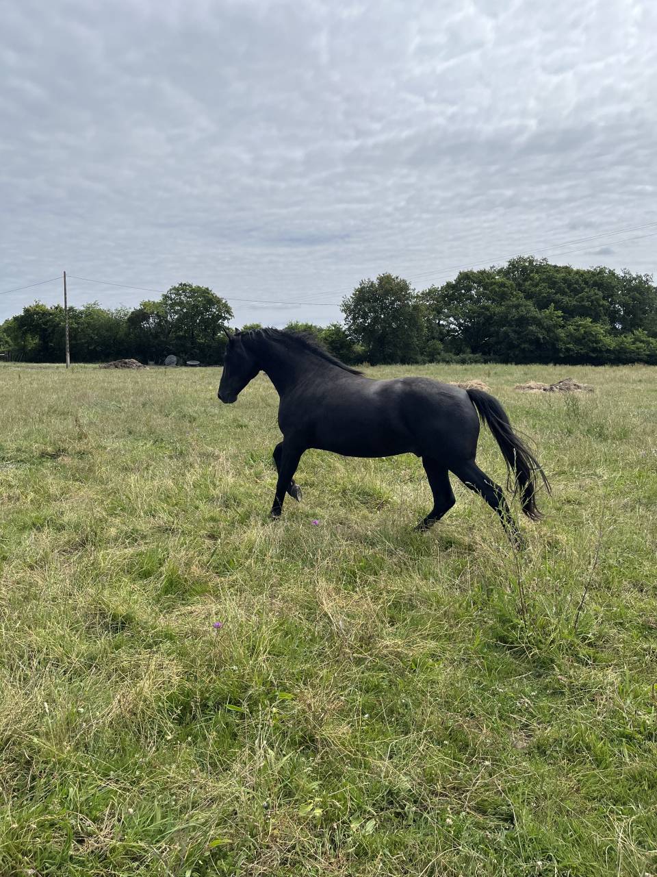 Caballo entero Lusitano En venta 2023 Negro por PRINCIPE