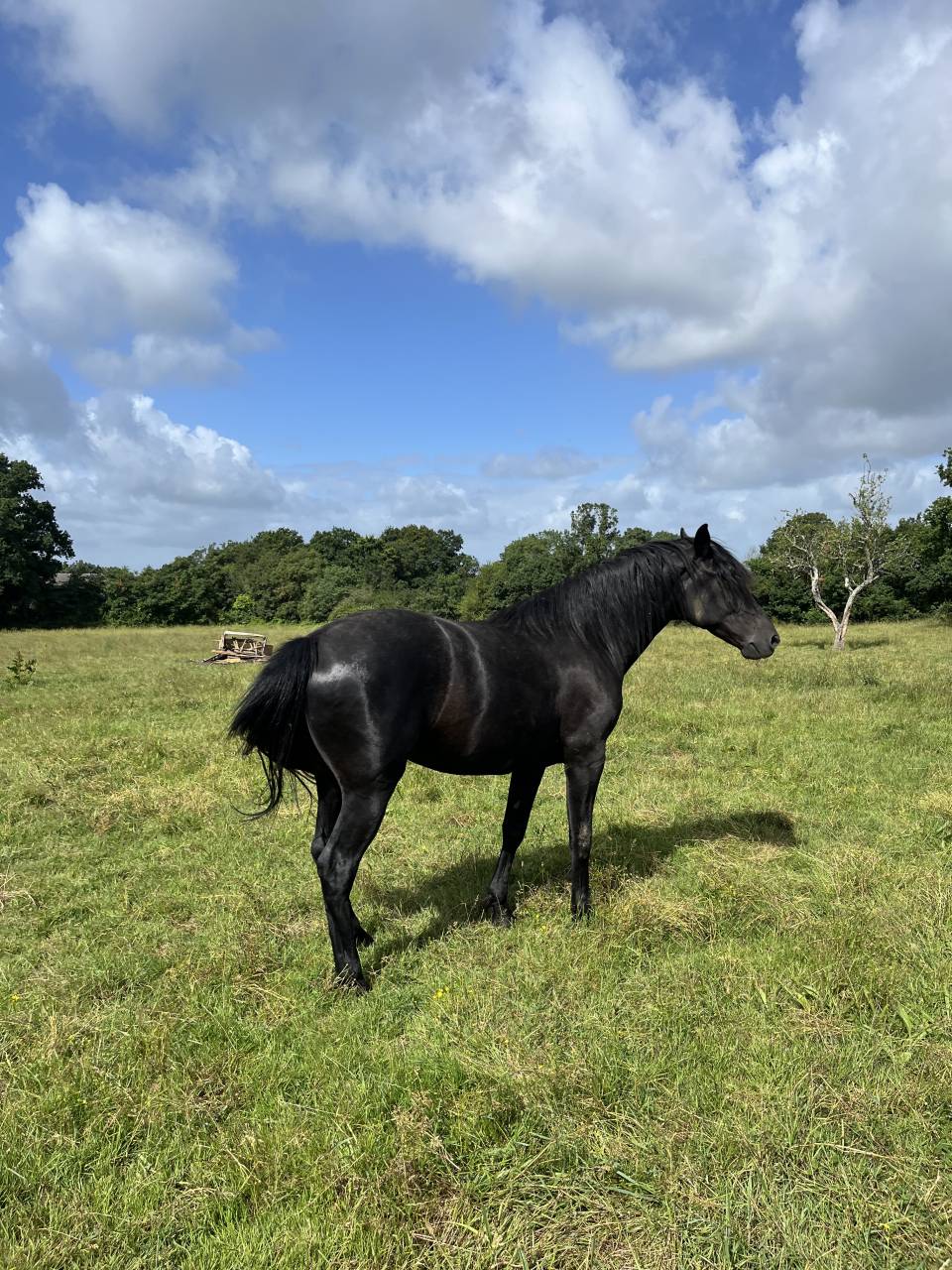 Caballo entero Lusitano En venta 2023 Negro por PRINCIPE