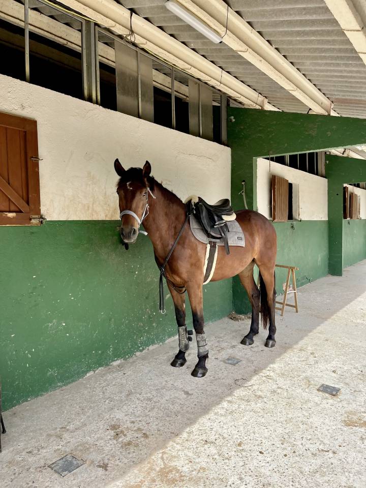 2021 Gelding (Spanish Sport Horse)