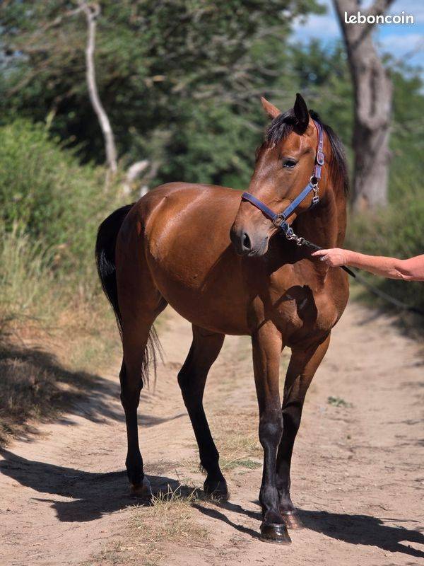 Yegua Trot&oacute;n Franc&eacute;s En venta 2023 Bayo