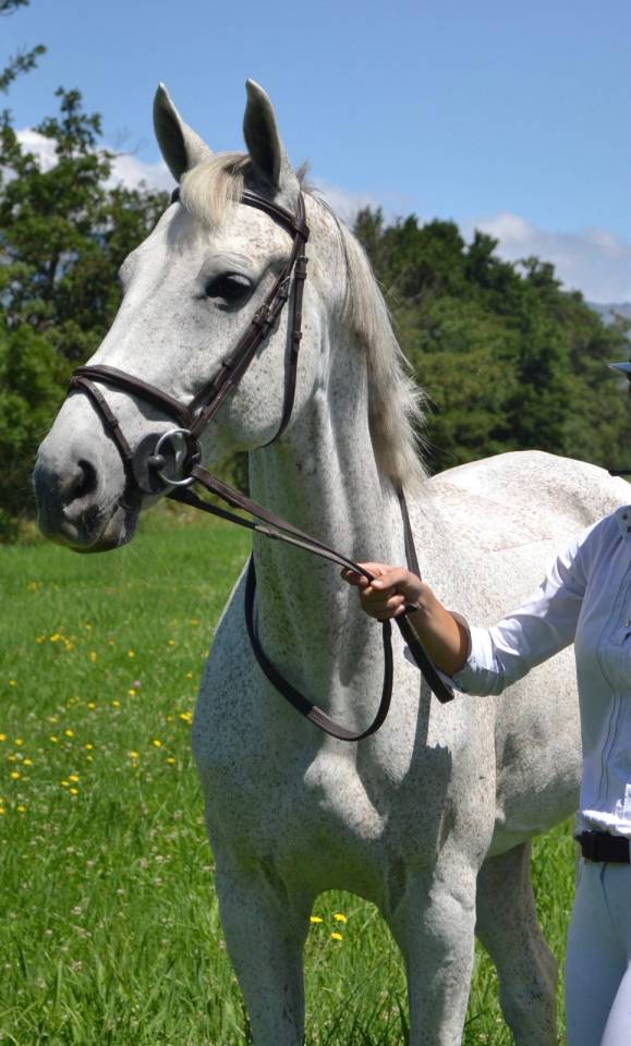 Caballo de salto en venta