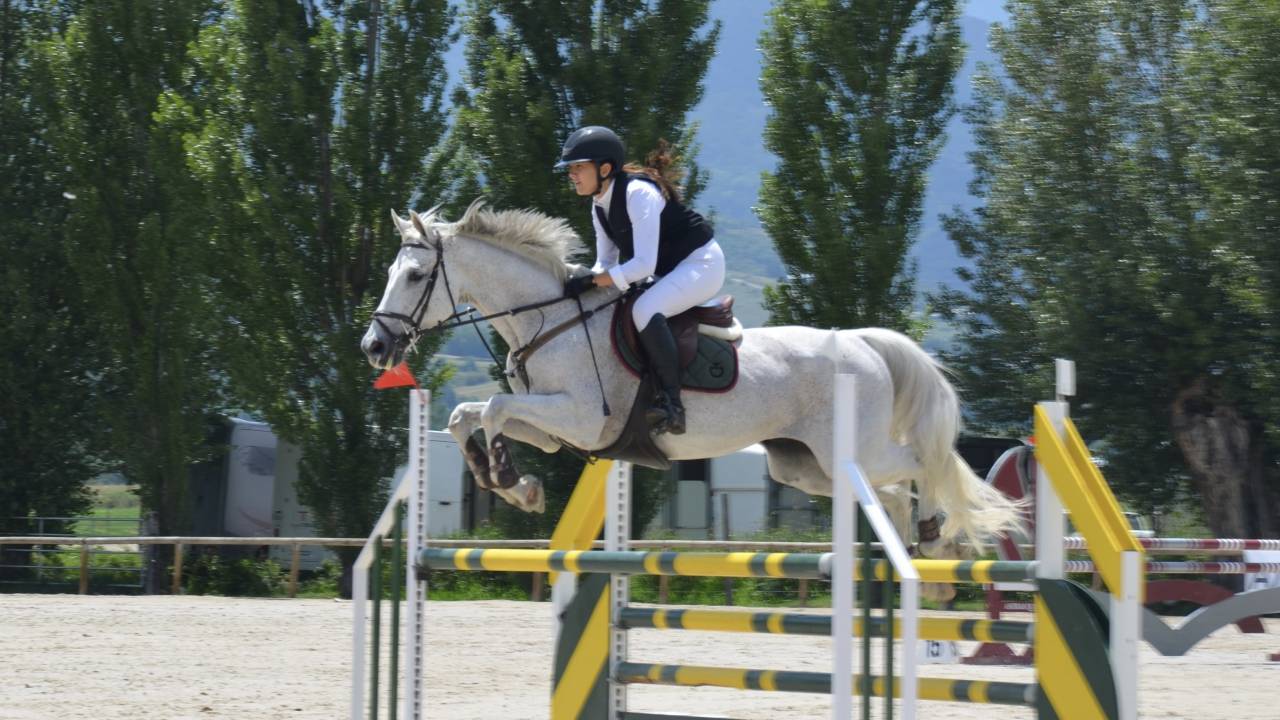 Caballo de salto en venta