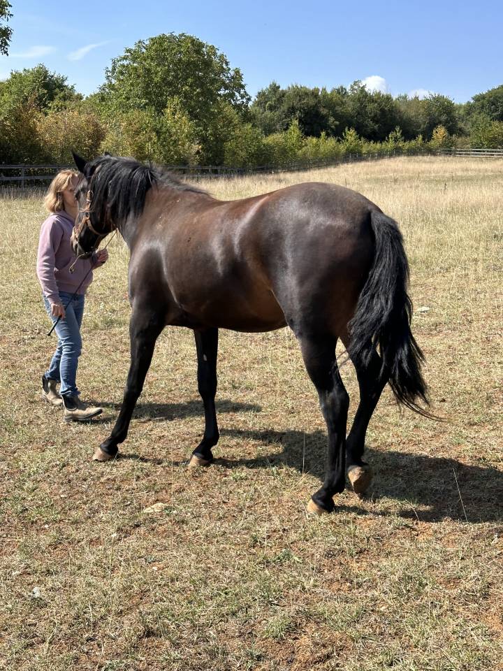 Yegua de ganader&iacute;a Lusitano En venta 2021 Isabelo por IMPERADOR PRT