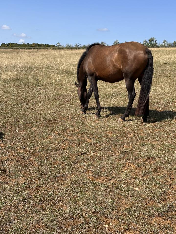 Yegua de ganader&iacute;a Lusitano En venta 2021 Isabelo por IMPERADOR PRT