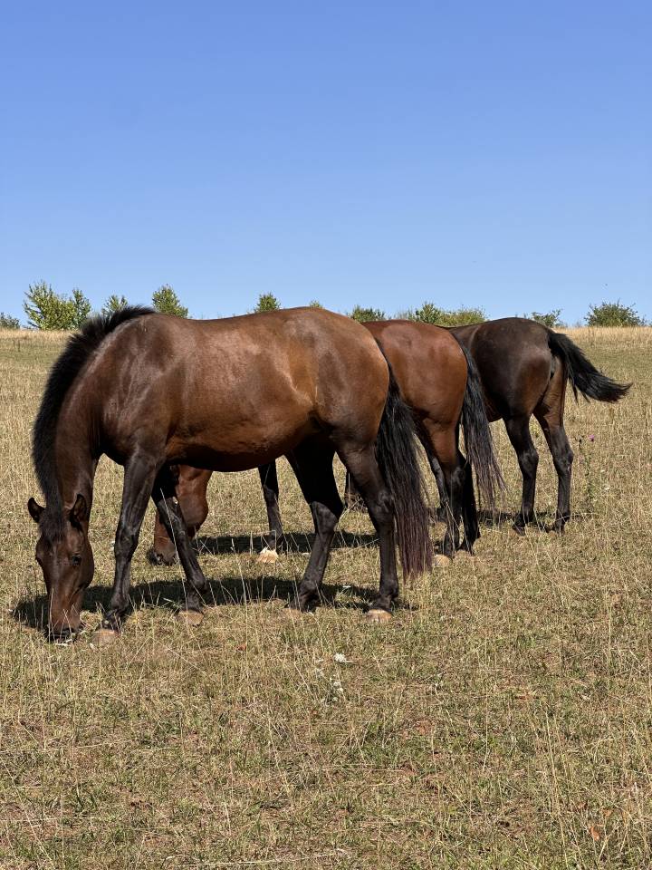 Yegua de ganader&iacute;a Lusitano En venta 2021 Isabelo por IMPERADOR PRT