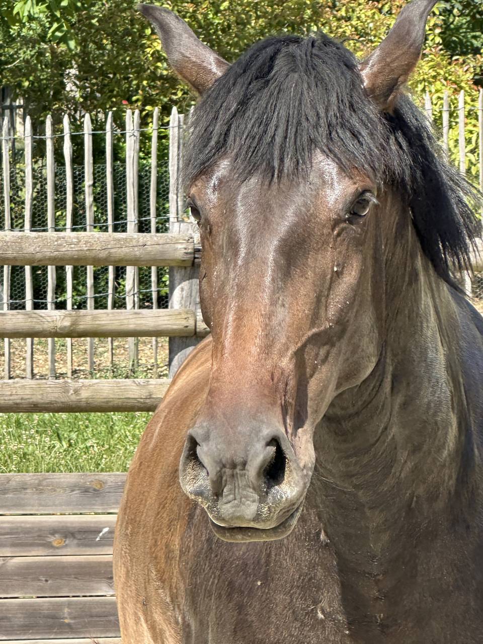 Yegua de ganader&iacute;a Lusitano En venta 2021 Isabelo por IMPERADOR PRT