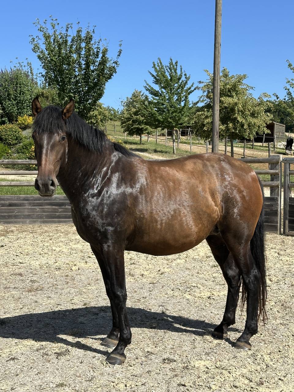 Yegua de ganader&iacute;a Lusitano En venta 2021 Isabelo por IMPERADOR PRT