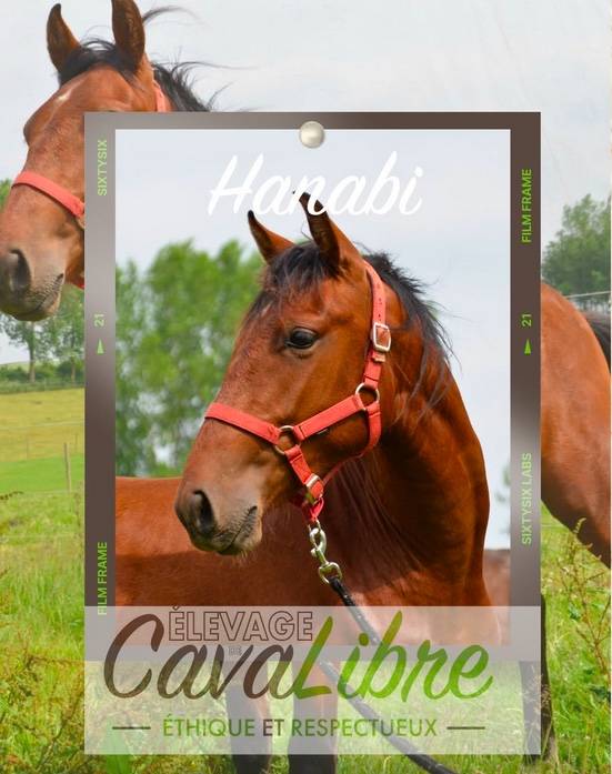 Caballo castrado PRE Pura Raza Espa&ntilde;ola En venta 2023 Bayo por Discreto MP