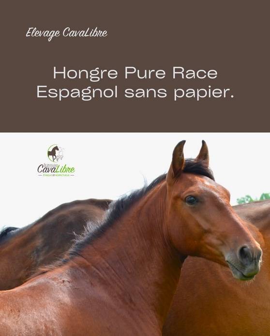 Caballo castrado PRE Pura Raza Espa&ntilde;ola En venta 2023 Bayo por Discreto MP