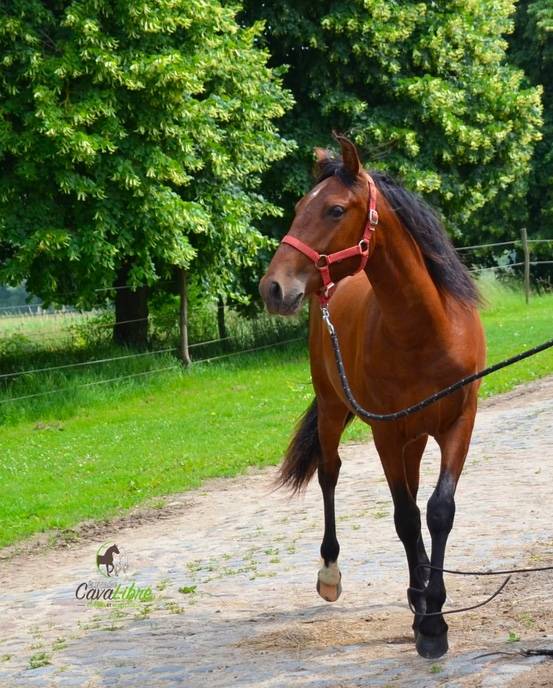Caballo castrado PRE Pura Raza Espa&ntilde;ola En venta 2023 Bayo por Discreto MP