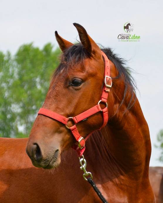 Caballo castrado PRE Pura Raza Espa&ntilde;ola En venta 2023 Bayo por Discreto MP