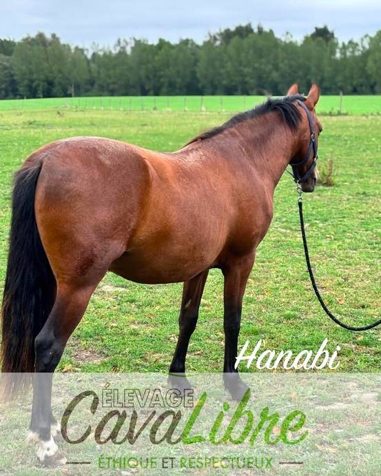 Caballo castrado PRE Pura Raza Espa&ntilde;ola En venta 2023 Bayo por Discreto MP