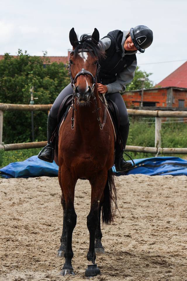 Caballo castrado Pura Sangre En venta 2021 Bayo