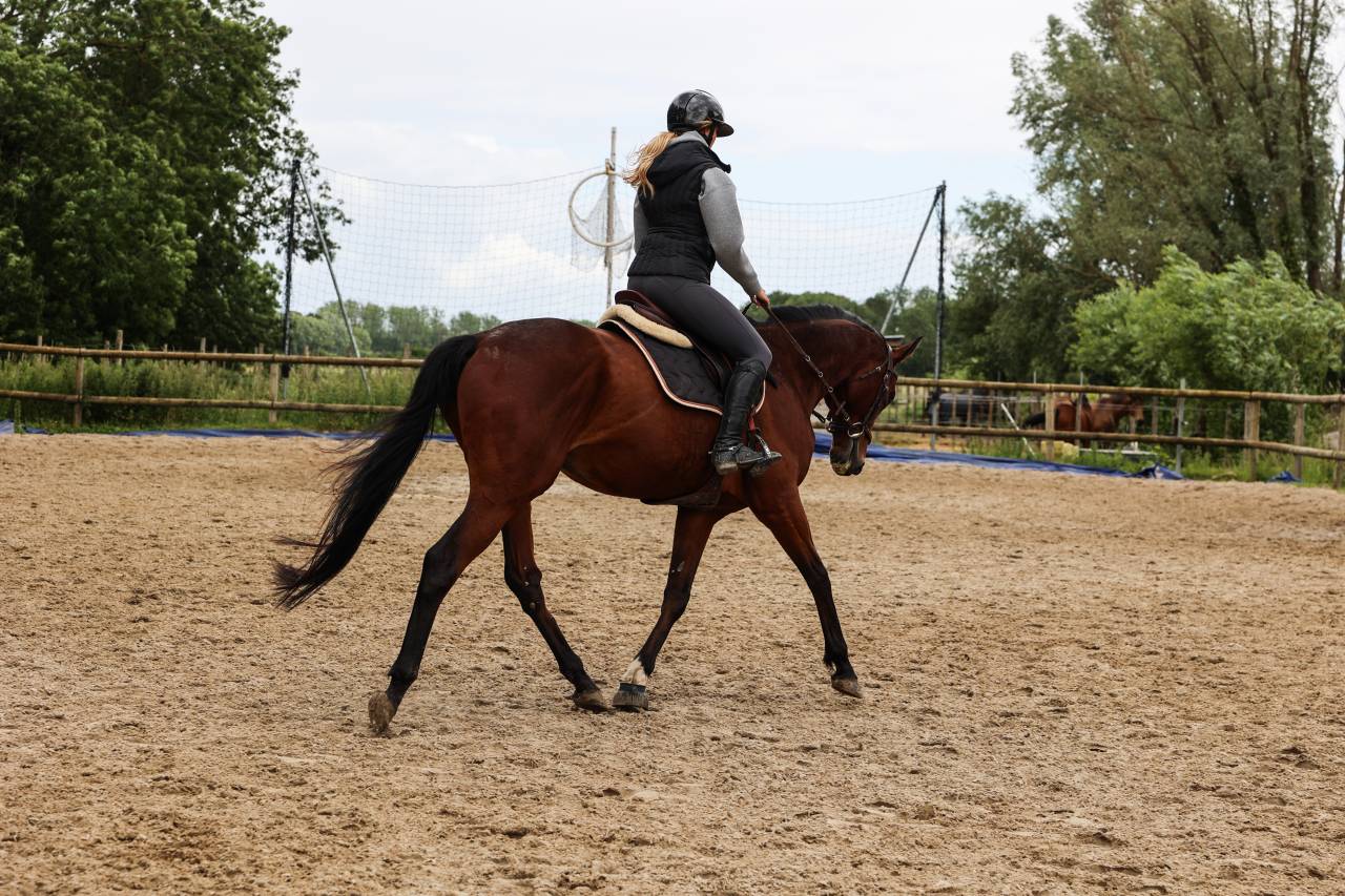Caballo castrado Pura Sangre En venta 2021 Bayo