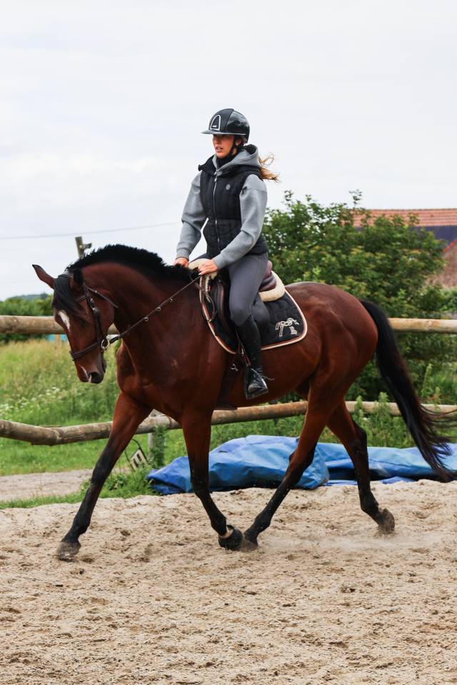 Caballo castrado Pura Sangre En venta 2021 Bayo