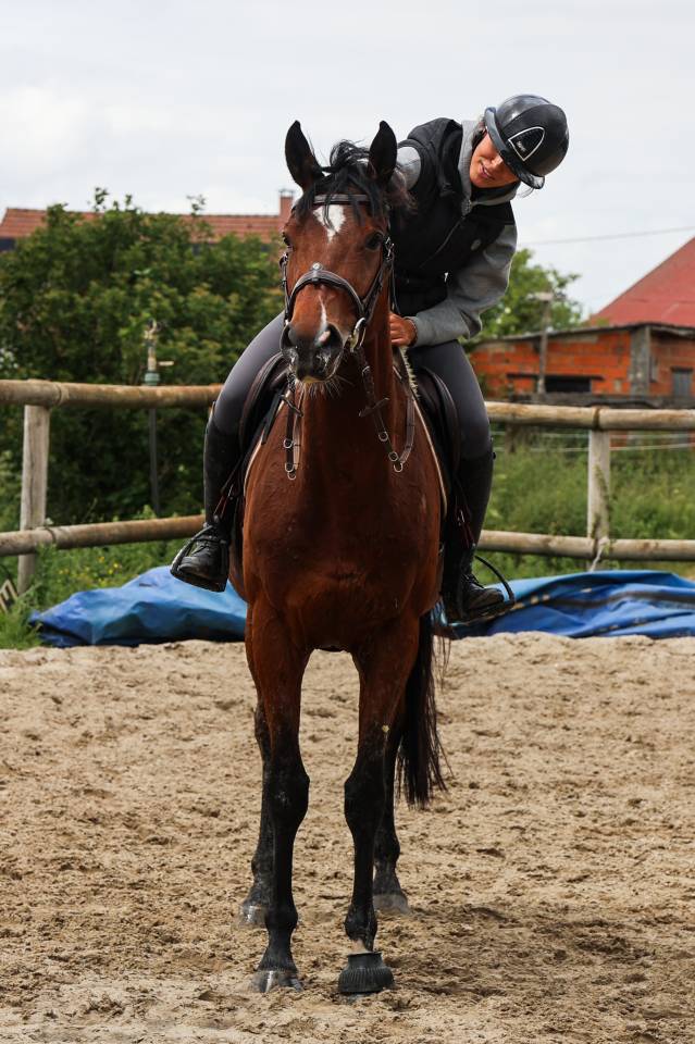 Caballo castrado Pura Sangre En venta 2021 Bayo