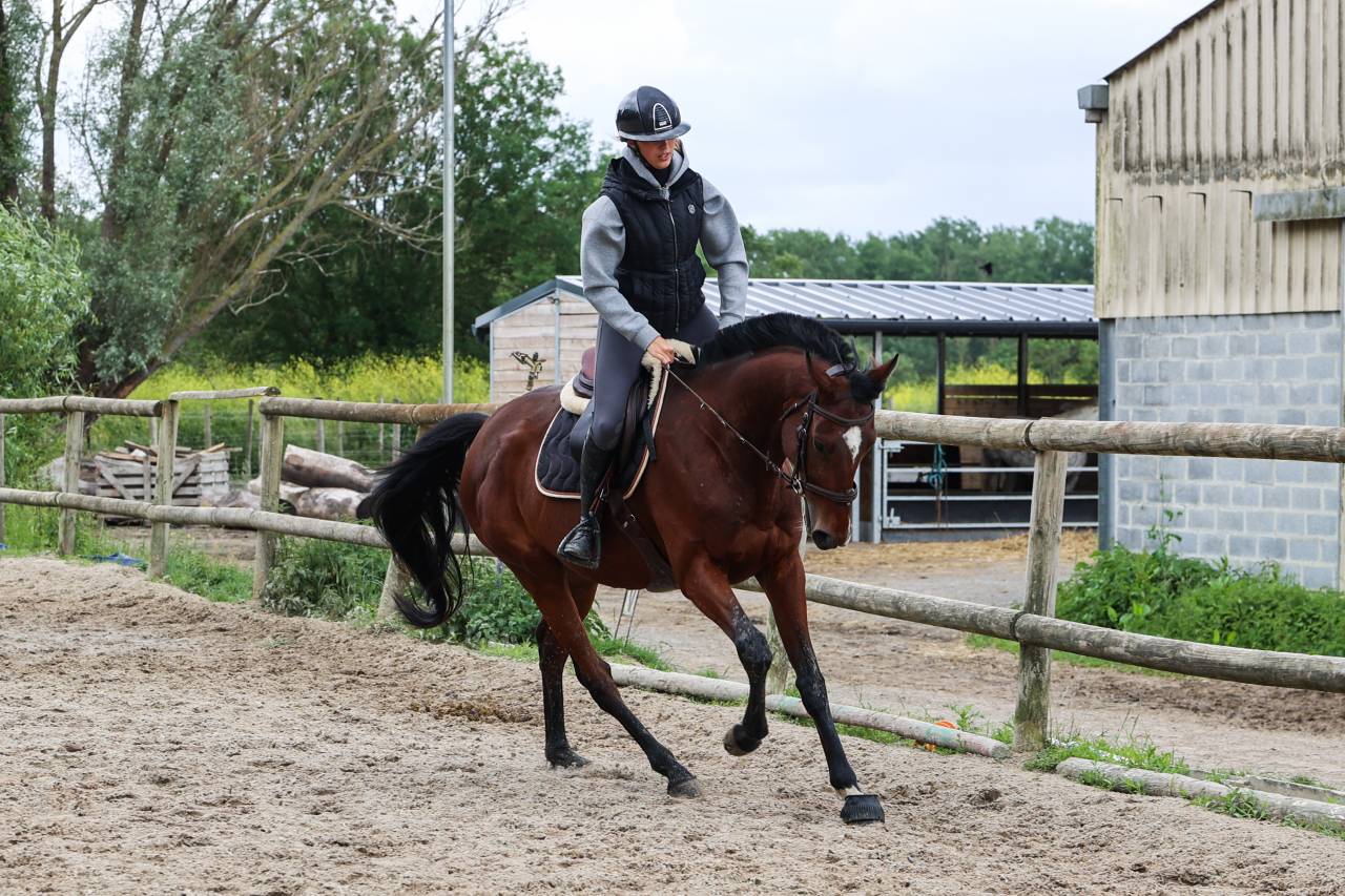Caballo castrado Pura Sangre En venta 2021 Bayo