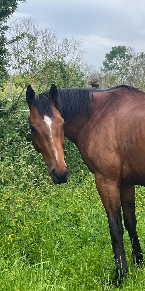 Caballo castrado Pura Sangre En venta 2017 Bayo