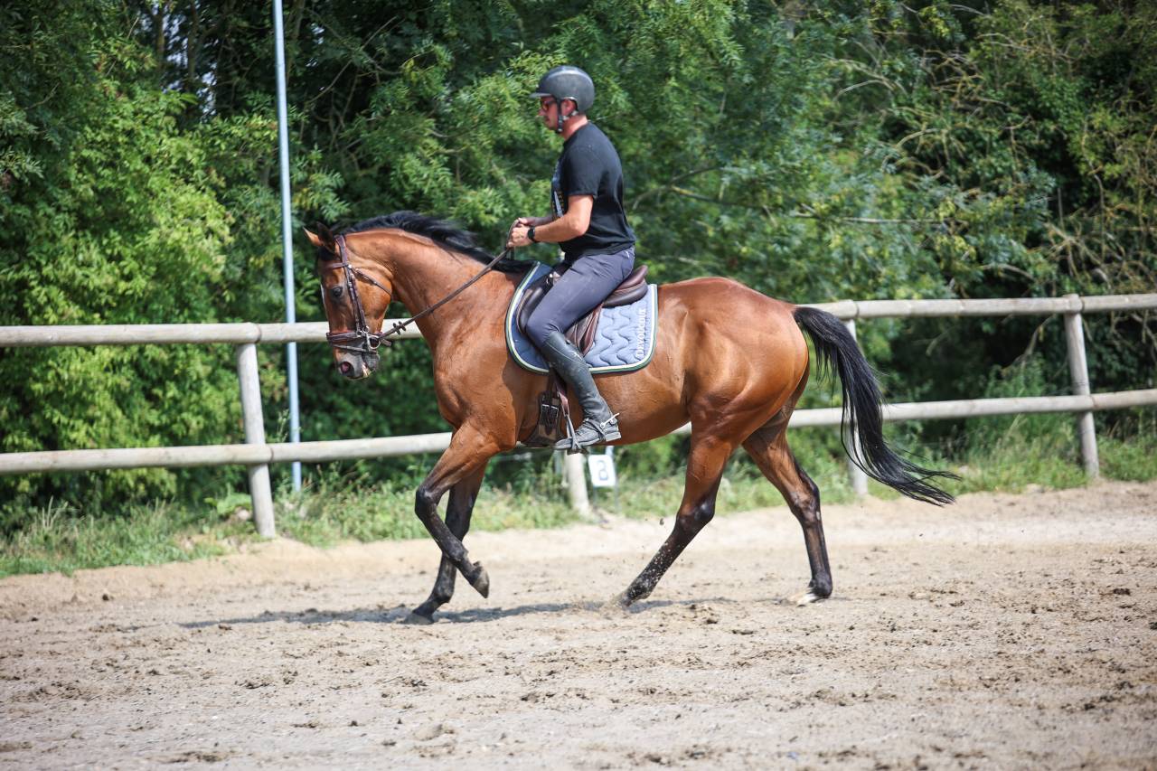 Caballo castrado Pura Sangre En venta 2017 Bayo