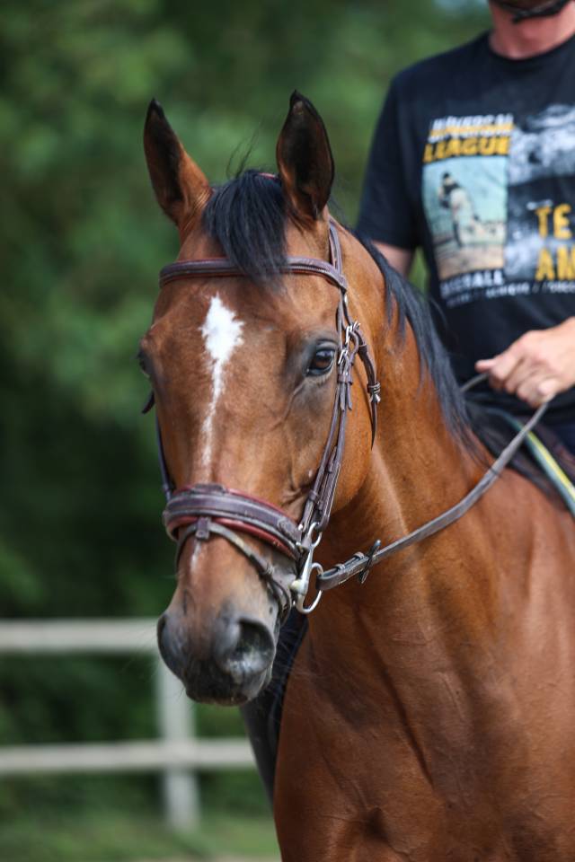 Caballo castrado Pura Sangre En venta 2017 Bayo