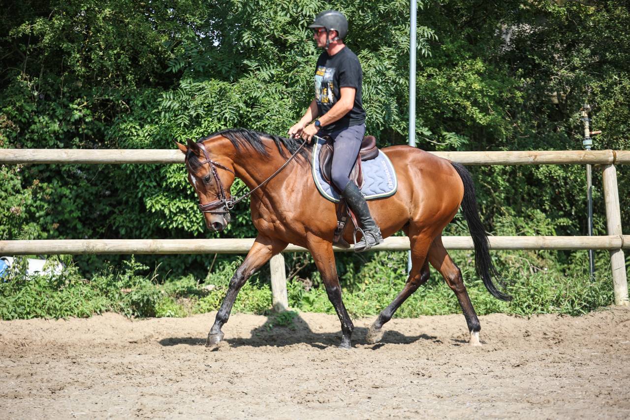 Caballo castrado Pura Sangre En venta 2017 Bayo