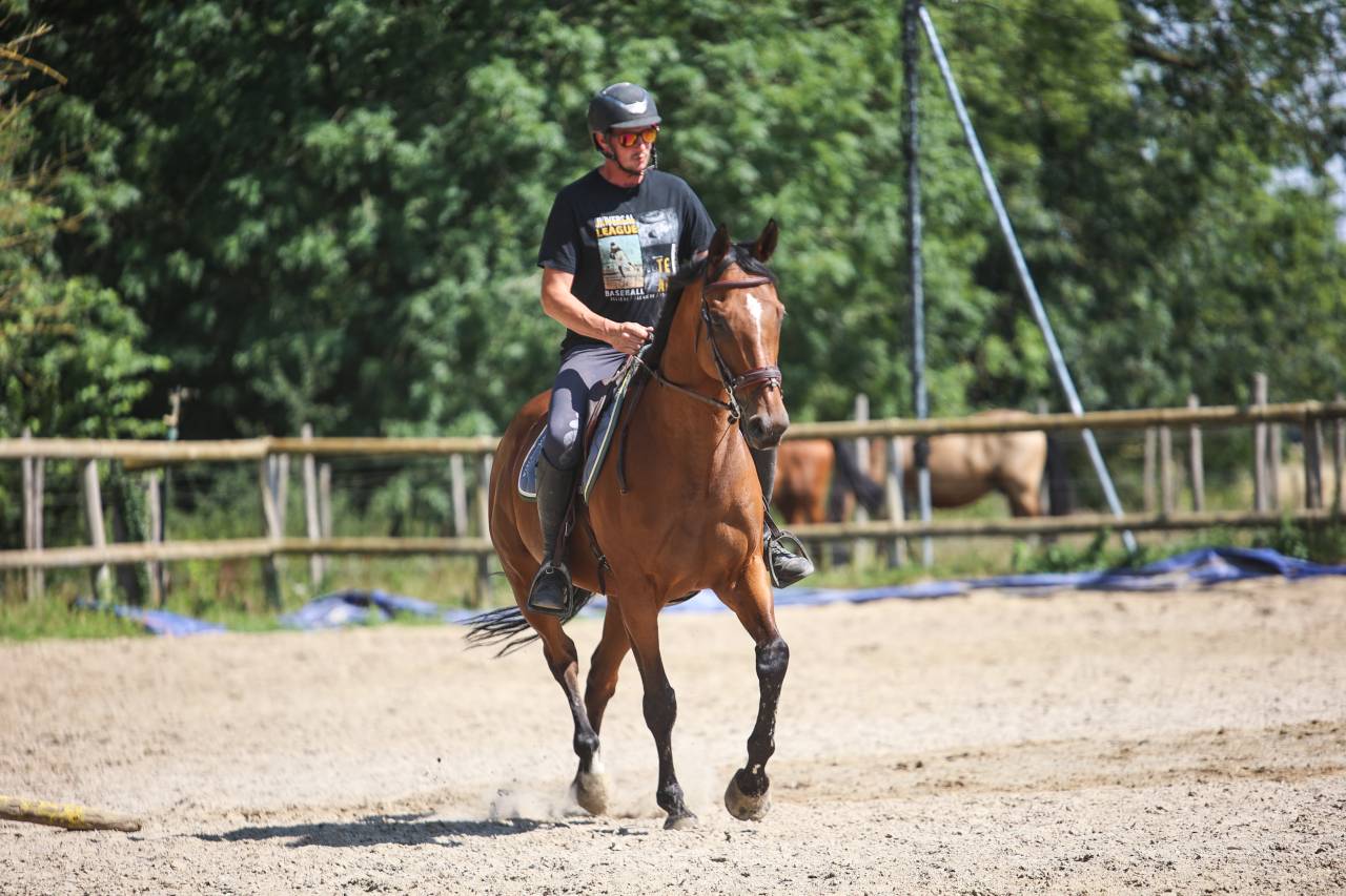 Caballo castrado Pura Sangre En venta 2017 Bayo