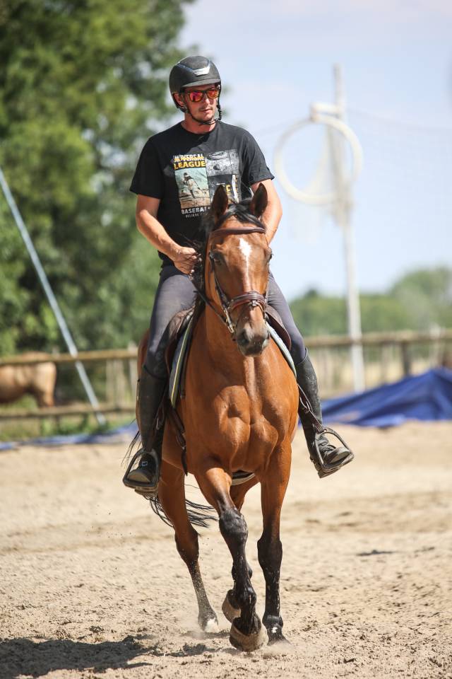 Caballo castrado Pura Sangre En venta 2017 Bayo