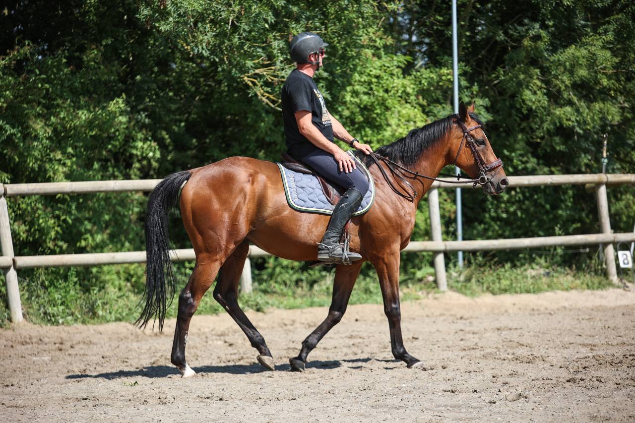 Caballo castrado Pura Sangre En venta 2017 Bayo