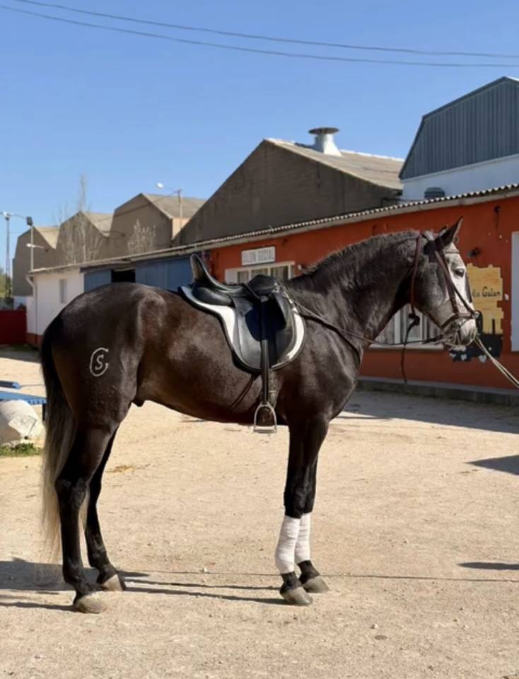 Venta caballo lusitano
