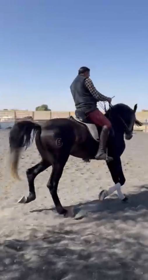 Venta caballo lusitano