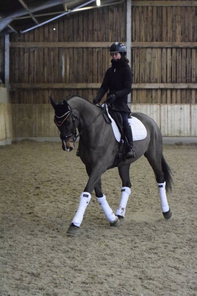 Caballo castrado KWPN Caballo de Deporte Neerland&eacute;s En venta 2015 Bayo por Caretino Gold