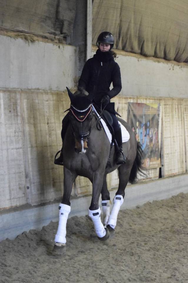 Caballo castrado KWPN Caballo de Deporte Neerland&eacute;s En venta 2015 Bayo por Caretino Gold