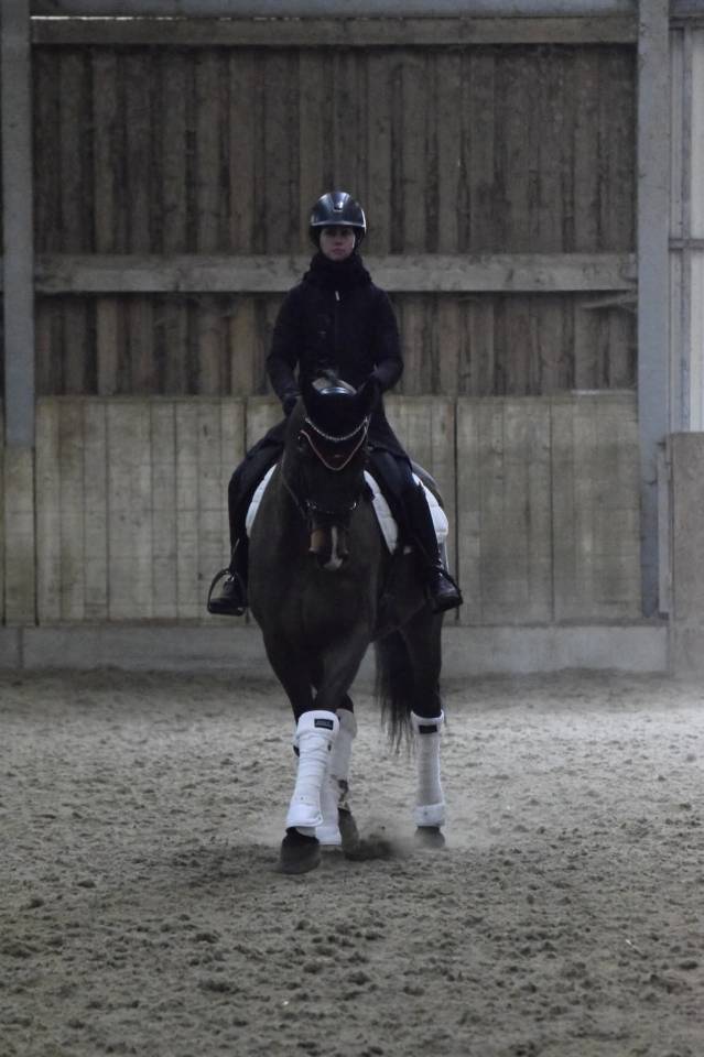 Caballo castrado KWPN Caballo de Deporte Neerland&eacute;s En venta 2015 Bayo por Caretino Gold