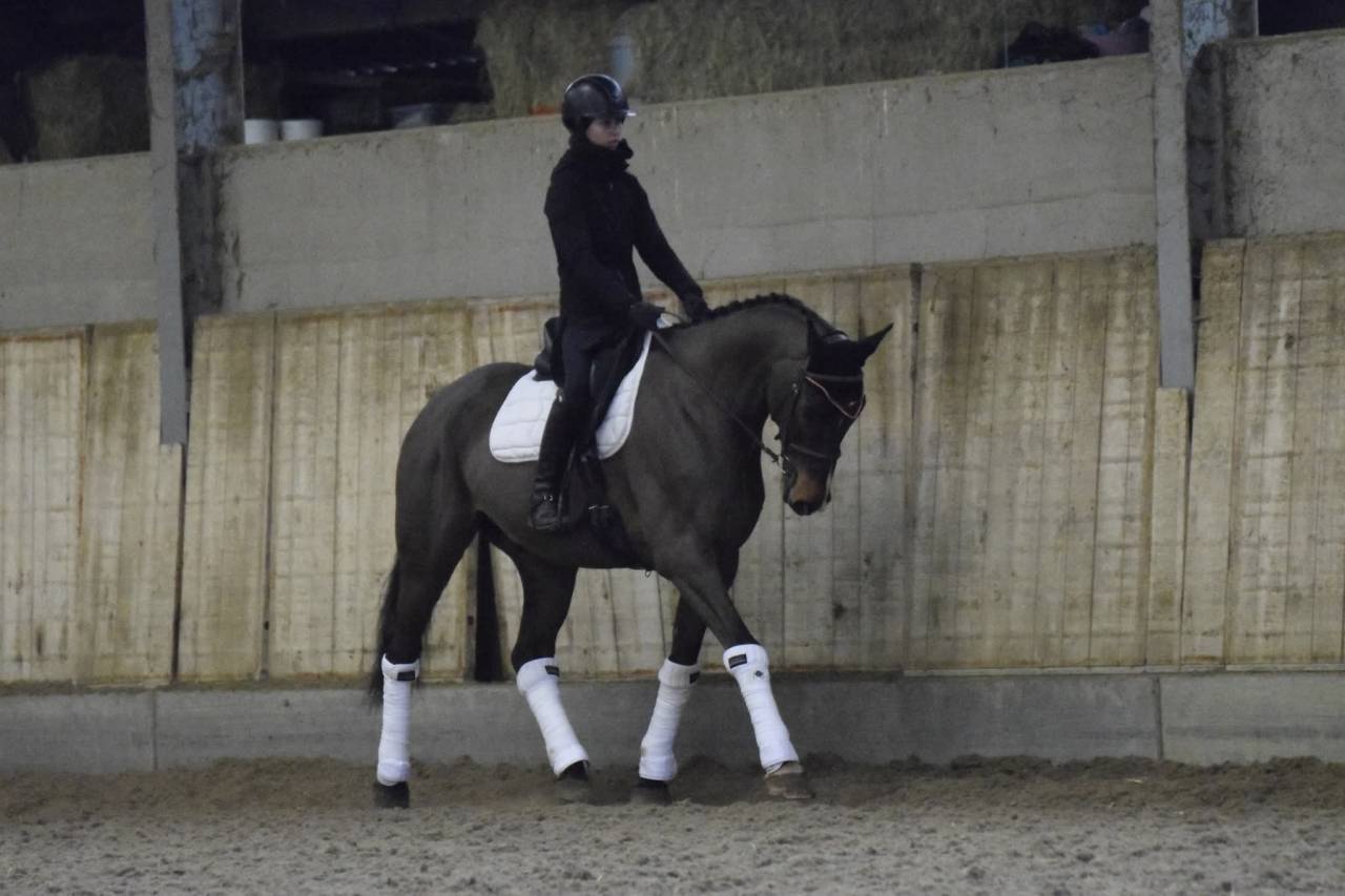 Caballo castrado KWPN Caballo de Deporte Neerland&eacute;s En venta 2015 Bayo por Caretino Gold
