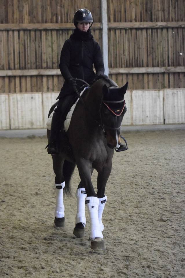 Caballo castrado KWPN Caballo de Deporte Neerland&eacute;s En venta 2015 Bayo por Caretino Gold