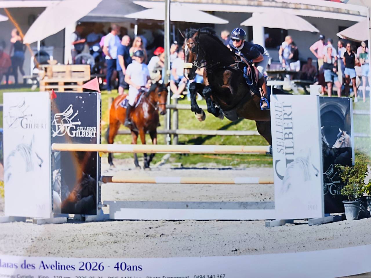 Caballo castrado KWPN Caballo de Deporte Neerland&eacute;s En venta 2015 Bayo por Caretino Gold