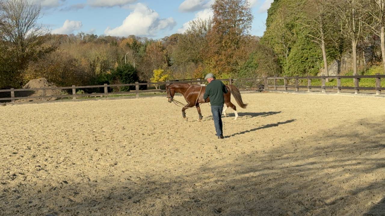 Caballerizo, Acaballaderos - Contrato temporal Tiempo completo - Li&egrave;ge B&eacute;lgica