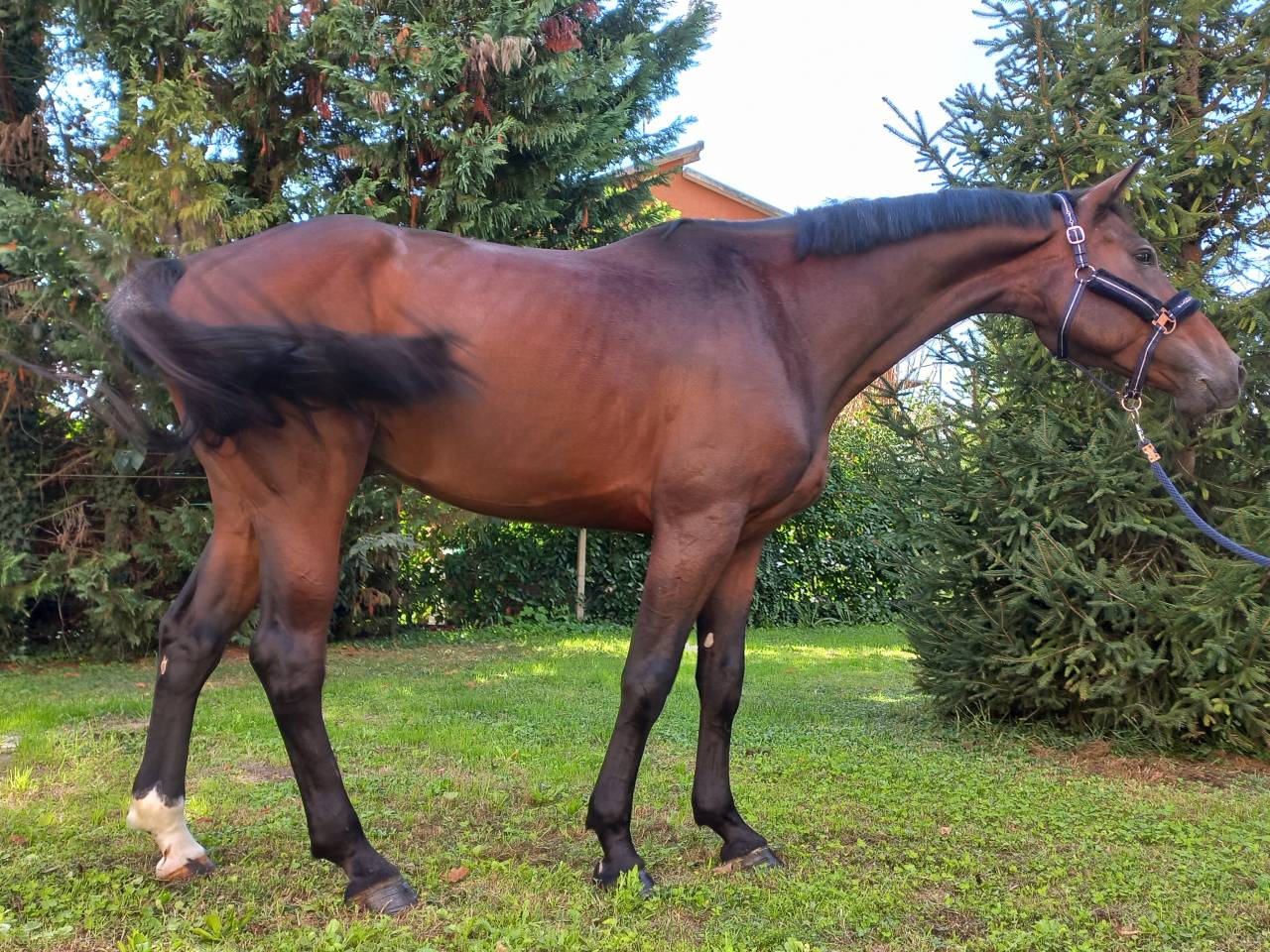Caballo castrado KWPN Caballo de Deporte Neerland&eacute;s En venta 2020 Bayo por BALTIC VDL