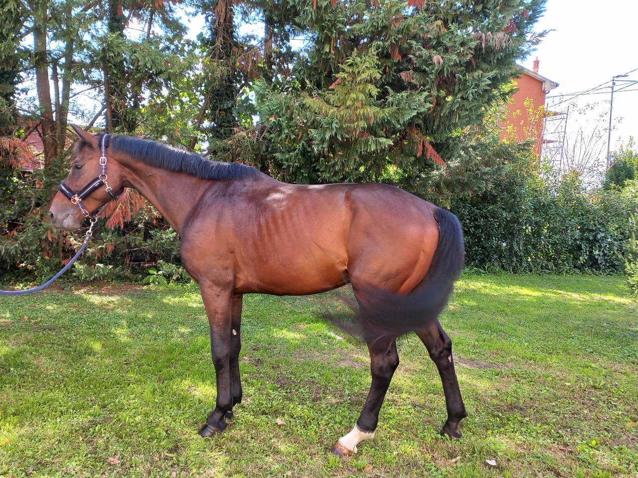 Caballo castrado KWPN Caballo de Deporte Neerland&eacute;s En venta 2020 Bayo por BALTIC VDL