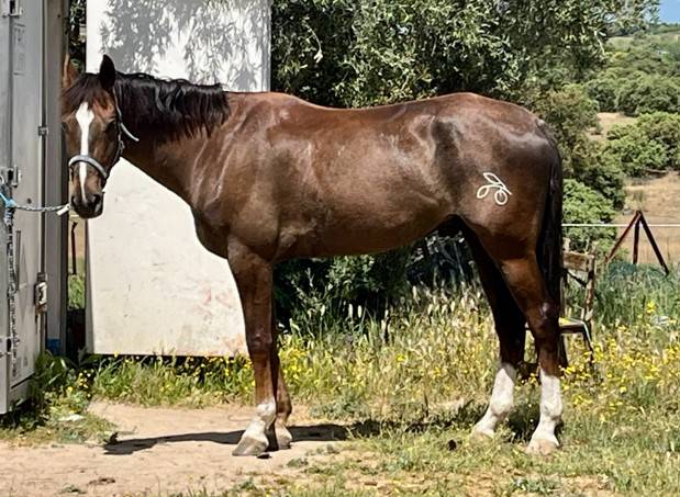 castrado 6a 168cm
