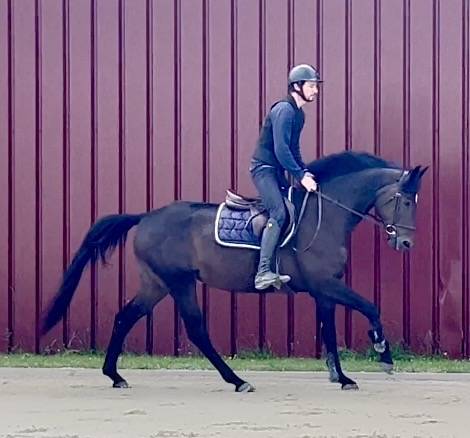 Yegua BWP Caballo de Sangre Belga En venta 2018 Bayo moreno
