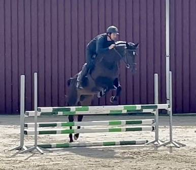 Yegua BWP Caballo de Sangre Belga En venta 2018 Bayo moreno