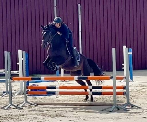 Yegua BWP Caballo de Sangre Belga En venta 2018 Bayo moreno