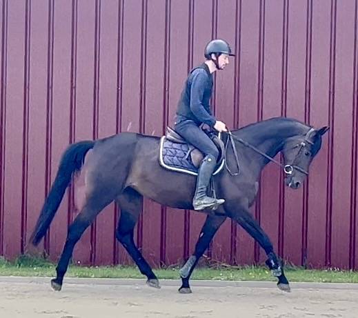 Yegua BWP Caballo de Sangre Belga En venta 2018 Bayo moreno