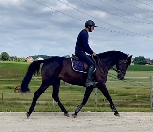 Yegua BWP Caballo de Sangre Belga En venta 2018 Bayo moreno