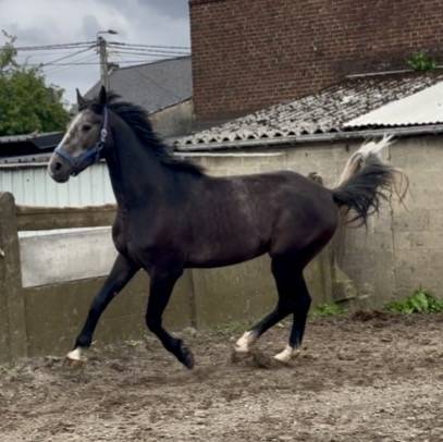 Caballo castrado sBs Caballo de Deporte Belga En venta 2023 Tordo